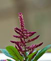 Amaranthus